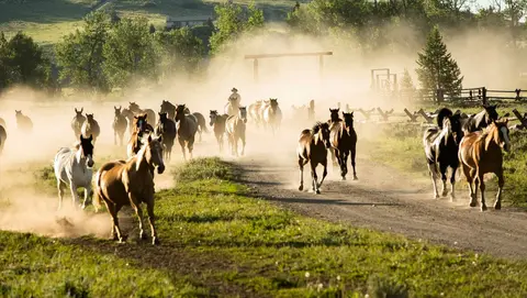 A herd of horses runs along a dusty dirt road through a grassy landscape.