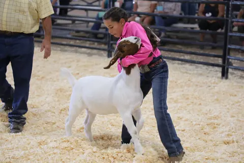 A young girl in a pink shirt shows a goat in an arena.