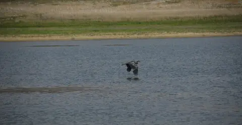 A heron flies low over a body of water with a grassy bank in the background.