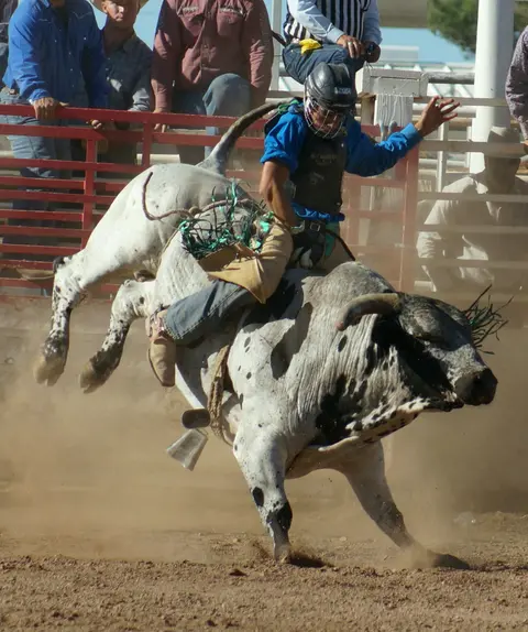 A bull rider holds on as a large spotted bull bucks in an arena.