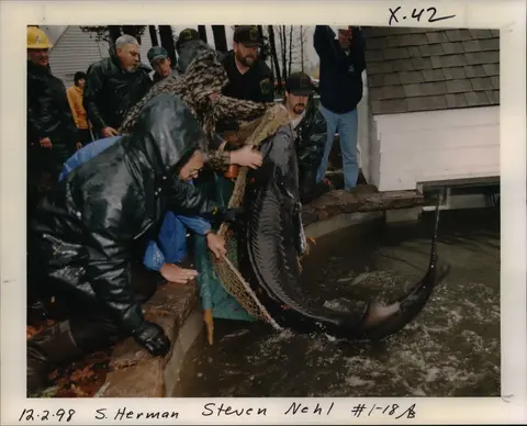 A group of people handle a large fish in water near a building.