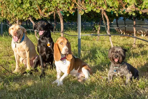 Four dogs sitting together in a vineyard.
