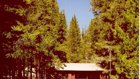 A rustic building partially hidden by tall green trees.