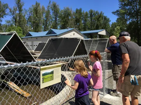 People looking at a beaver project enclosure outdoors.