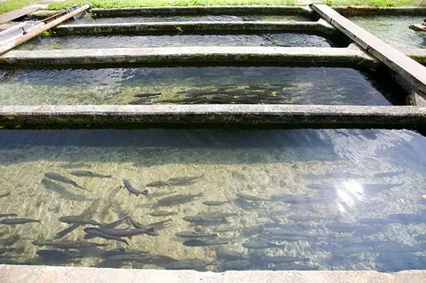 An elevated view of concrete fish hatchery raceways filled with clear water and numerous fish.