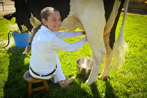 A young person milks a cow on a grass field.