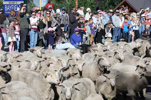 A large herd of sheep walks down a street past a crowd of onlookers.