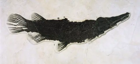 A detailed photo of a fossilized fish preserved in stone.