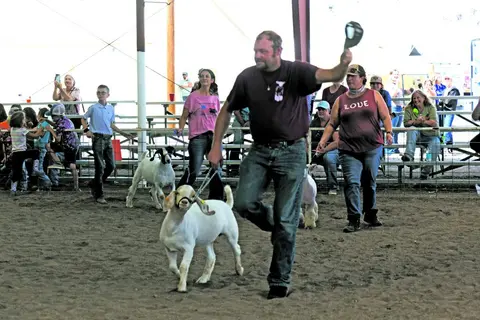 People show goats in a dirt arena at a fair.