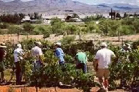 People picking crops in a field with mountains in the distance.