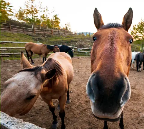A close-up shot of several horses in a dirt enclosure with a fence.