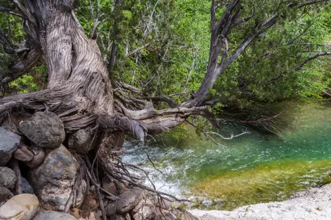 A gnarled tree grows over a clear stream.