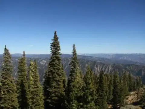 A view of pine trees with mountains and a clear blue sky in the background.
