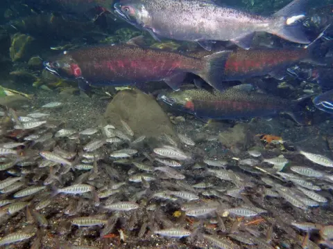 An underwater photograph shows many salmon swimming in a clear river over rocks.