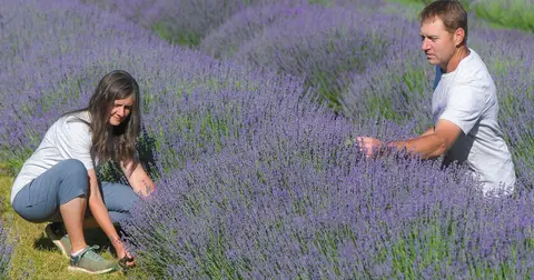 A man and a woman harvesting lavender in a field.