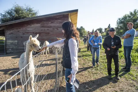 A woman feeds an alpaca over a fence while a group of people watch.