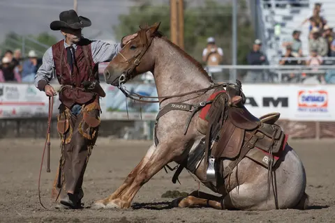 A cowboy stands beside a horse sitting down in an arena.