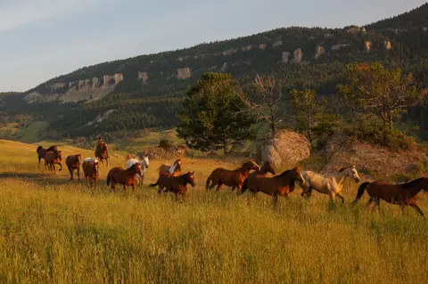 A herd of horses running across a grassy field with a mountain and forest backdrop.