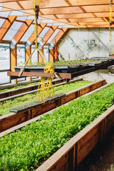 A greenhouse interior showing wooden planters filled with green plants and a hanging tray of seedlings.