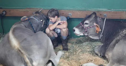 A young boy rests between two cows in a barn.