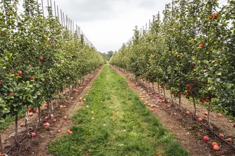 An apple orchard with rows of trees bearing fruit and fallen apples on the ground.