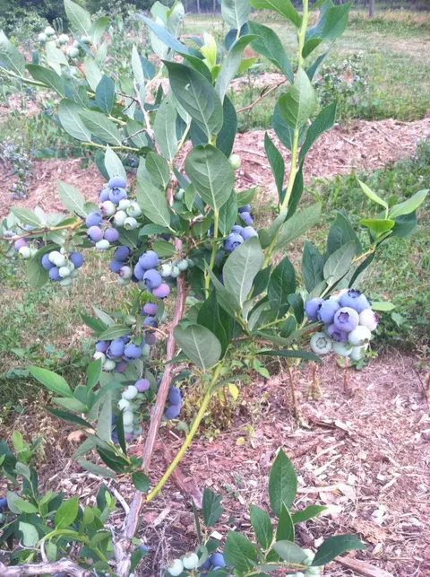 A blueberry bush laden with ripe and ripening berries.