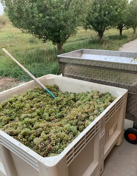 A large plastic bin filled with freshly harvested green grapes outdoors near an orchard.