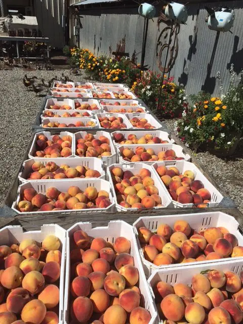 A large display of crates filled with fresh peaches outdoors.