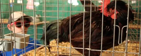 A person looks at a rooster in a wire cage.