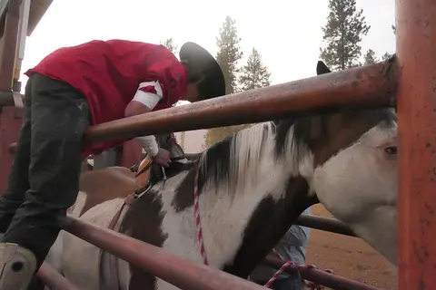 A person prepares a horse in a rodeo chute.