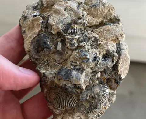 A hand holds a rock containing several fossilized shells.