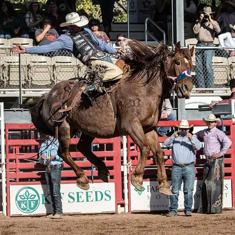 A cowboy rides a bucking horse in an arena at a rodeo.