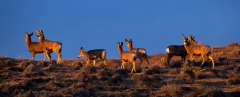A herd of deer standing on a hillside against a clear blue sky.