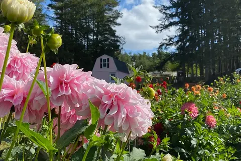 A garden full of pink dahlias with a small building in the background.
