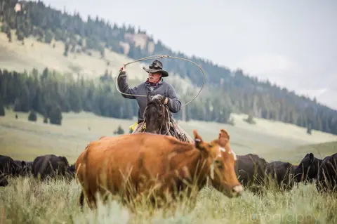 A cowboy on horseback prepares to rope a cow in a grassy field with mountains in the background.