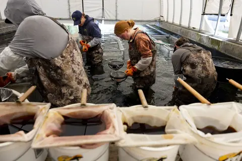 People in waders work in indoor fish hatchery tanks.