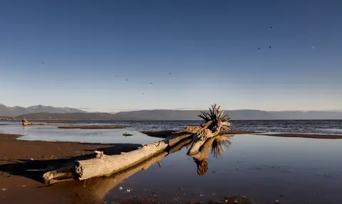 A fallen tree trunk lies on a wet sandy beach near a large body of water under a clear blue sky.