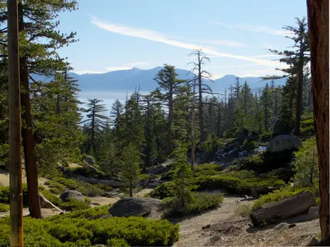 A view of a mountain lake through a pine forest.