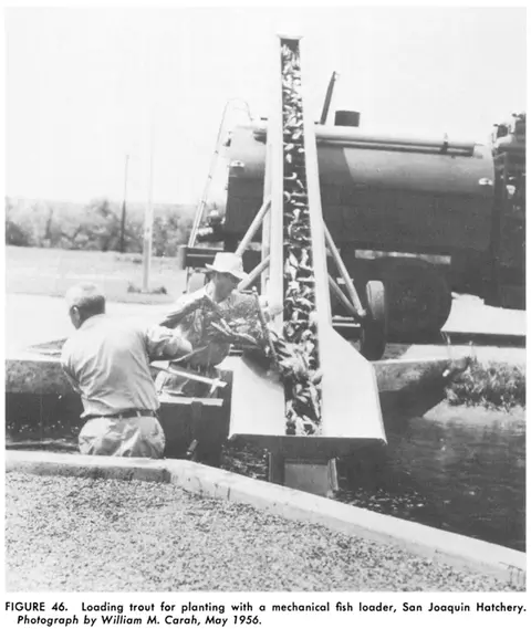 Black and white photo of people loading trout with a mechanical loader into a truck.