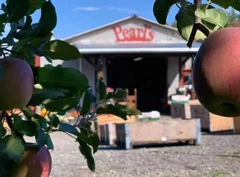 Red apples hang from a tree branch in front of a building.