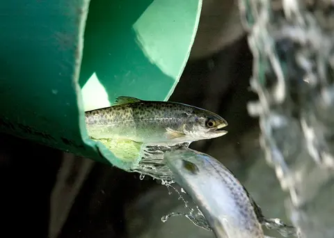 A fish swims near a green pipe with flowing water.