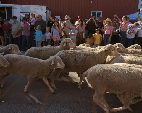 A flock of sheep runs past a crowd of spectators holding phones to record them.