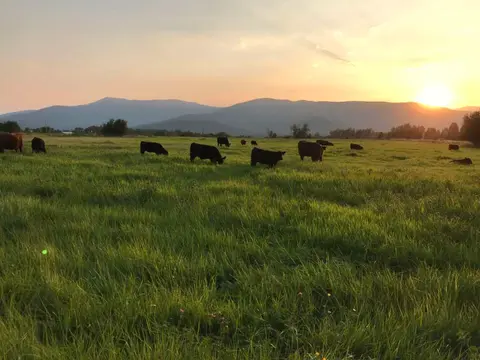 Cattle graze in a grassy field at sunset with mountains in the background.