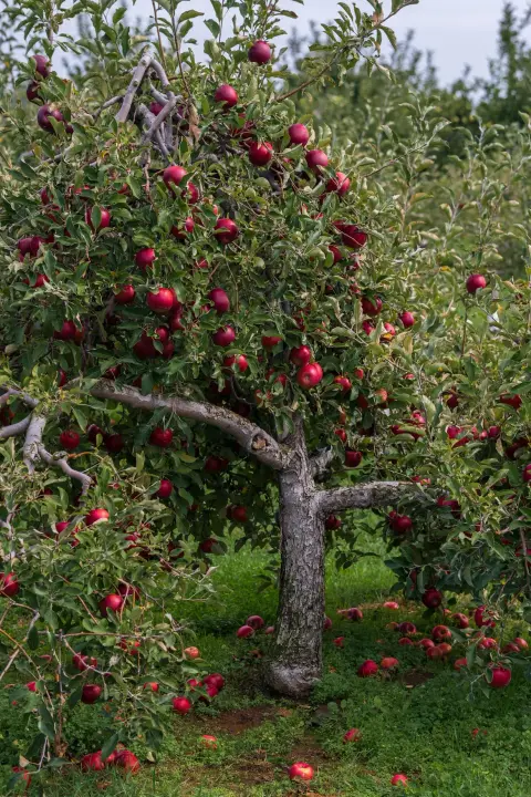 An apple tree laden with ripe red apples in an orchard.
