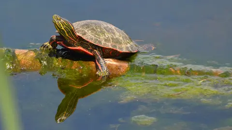 A turtle suns itself on a mossy log in the water.
