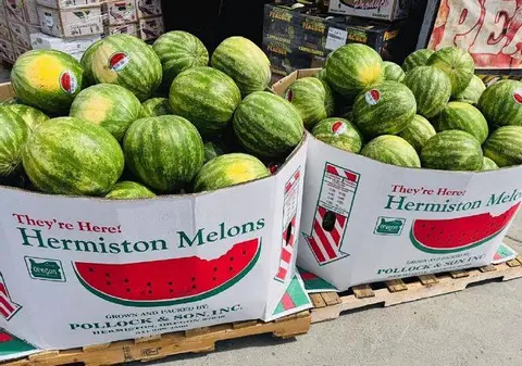 Two bins filled with watermelons.