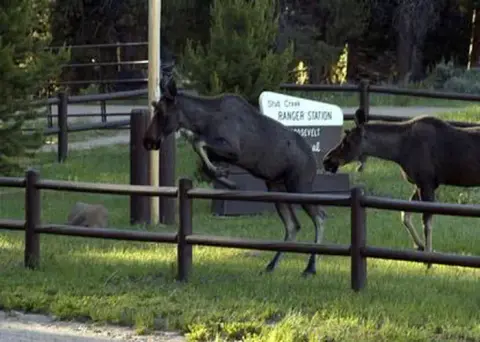 Two moose jump over a wooden fence outdoors.