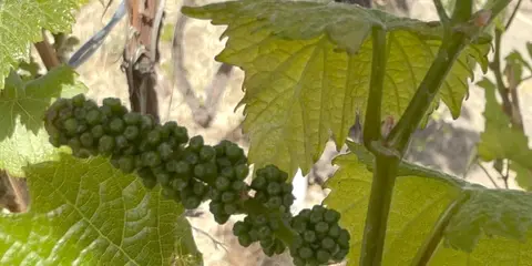 A close-up view of small green grapes growing on a vine.
