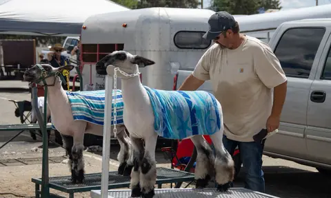 A man grooms sheep standing on grooming stands outdoors.