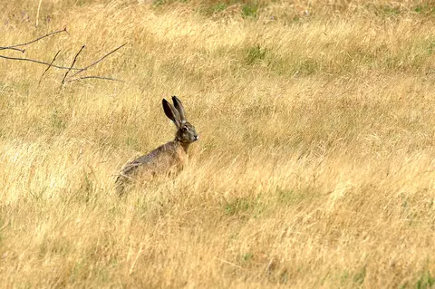A hare sits in tall dry grass.